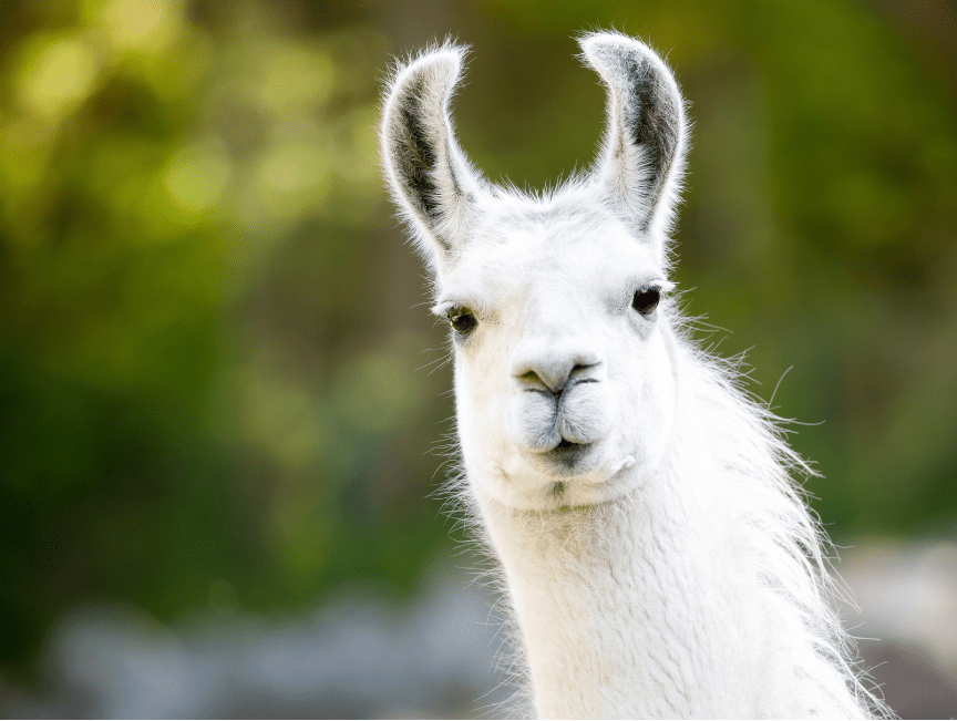 Llama 4: Meta's New AI Model - Evolution, Features, and Comparison